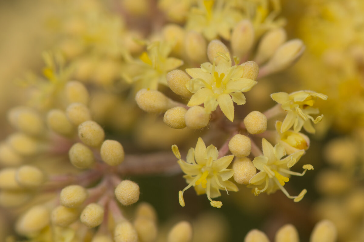 Local government reform discussion welcomed – Mayoral Forum